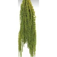 AMARANTHUS HANGING PRESERVED Light Green